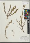 Foto von Salix arbusculoides Andersson